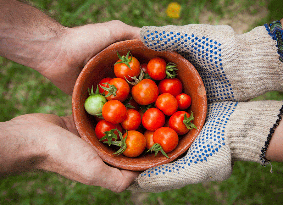tomates cherry ecologicos
