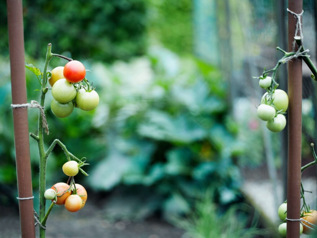 Some tomatoes on tomato plants.