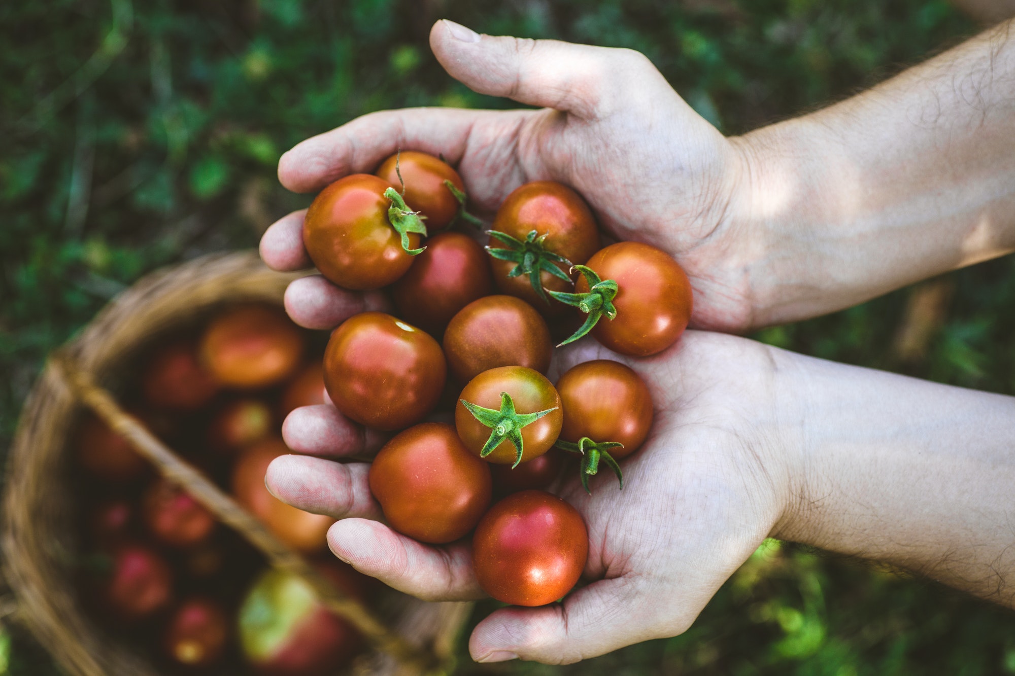 Lee más sobre el artículo Los 6 mejores cuidados a seguir al plantar tomates