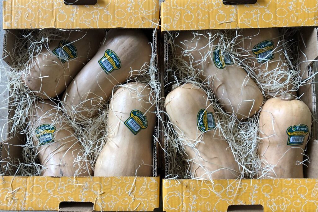 Cuándo se recolectan las calabazas cacahuete