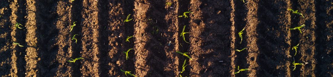 aerial-view-of-cultivated-corn-furrows-PTP95MT