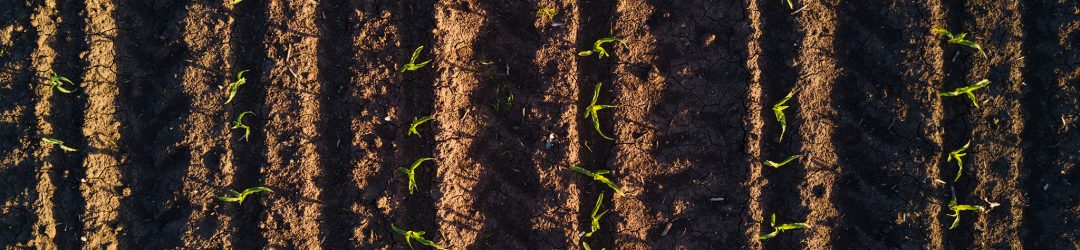 aerial-view-of-cultivated-corn-furrows-PTP95MT